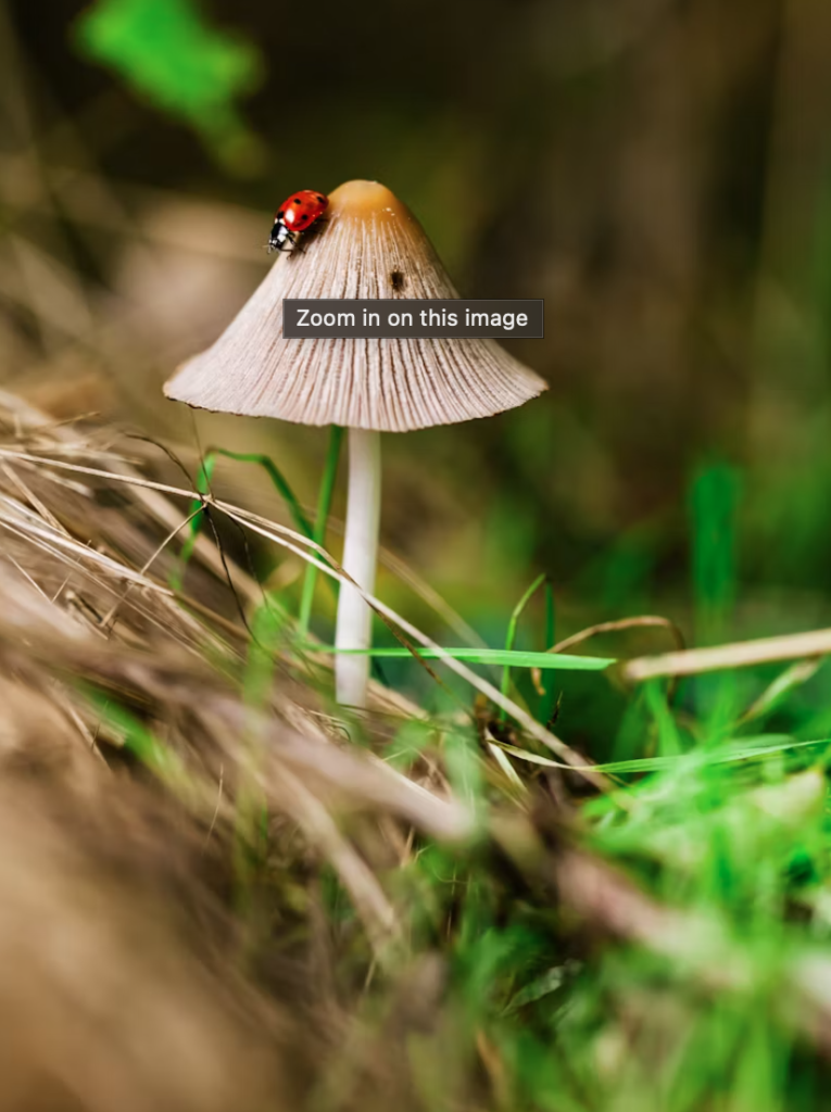 Does Mushroom Tea Help with Anxiety