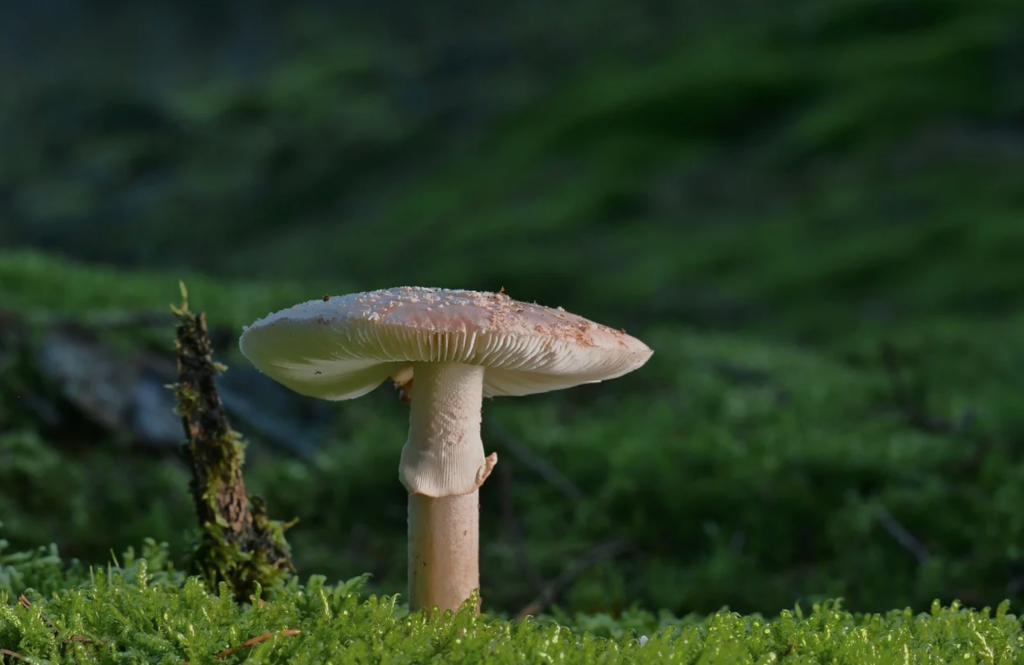 Does mushroom tea lower blood pressure?