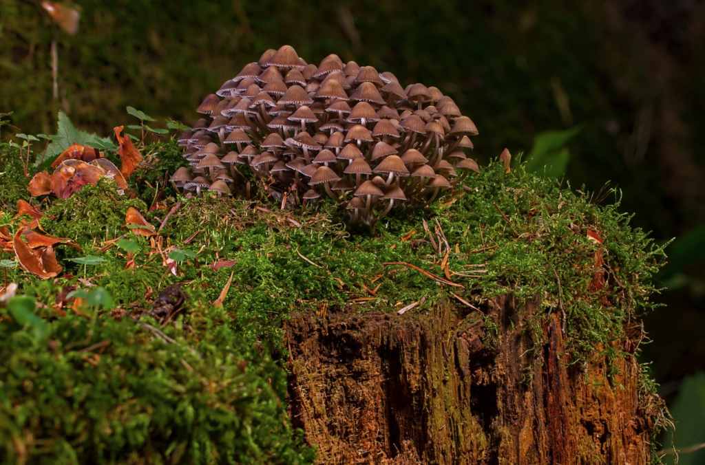 Does mushroom tea lower blood pressure?