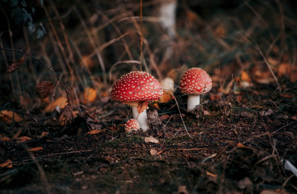 Does mushroom tea lower blood pressure?