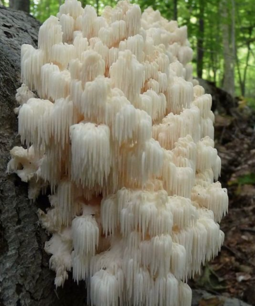 Lion's Mane mushroom tea benefits